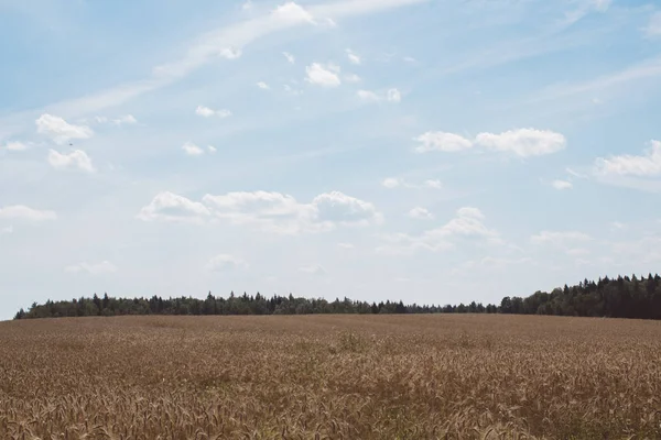 Champ Fermé Avec Épis Seigle Arrière Plan Agricole — Photo