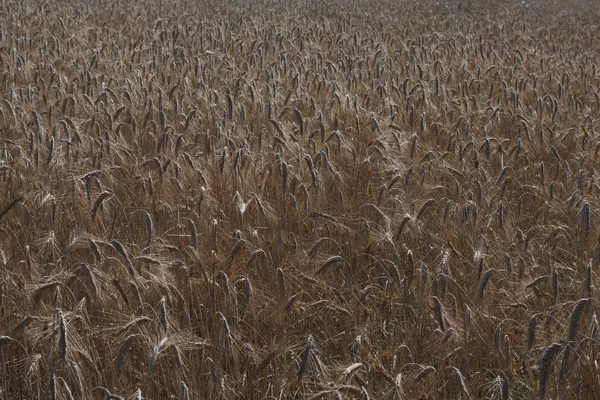 Champ Fermé Avec Épis Seigle Arrière Plan Agricole — Photo