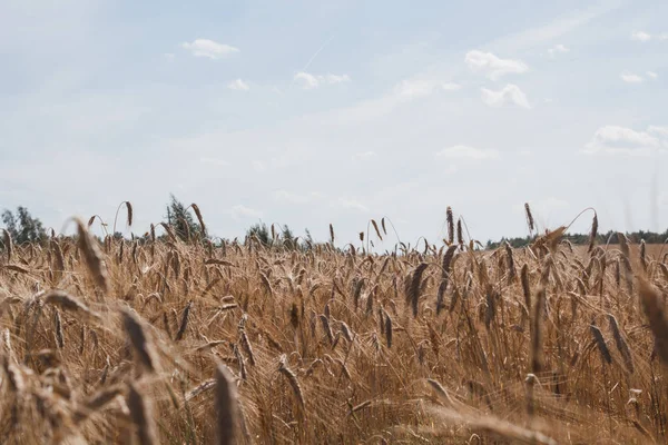 Champ Fermé Avec Épis Seigle Arrière Plan Agricole — Photo