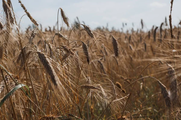 Champ Fermé Avec Épis Seigle Arrière Plan Agricole — Photo