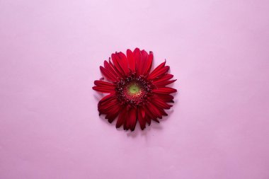 minimalist düz yatıyordu, pastel renkler, gerbera, Kupası, defter, yeşil şube