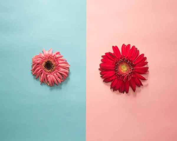 minimalist Flat lay, pastel colors, gerbera, fresh and faded