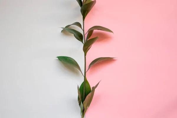 minimalist Flat lay, pastel colors, green branch on the pink blue background