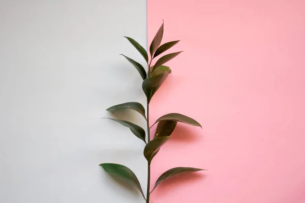 minimalist düz yatıyordu, pastel renkler, pembe mavi zemin üzerine yeşil şube