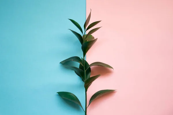 minimalist Flat lay, pastel colors, green branch on the pink blue background