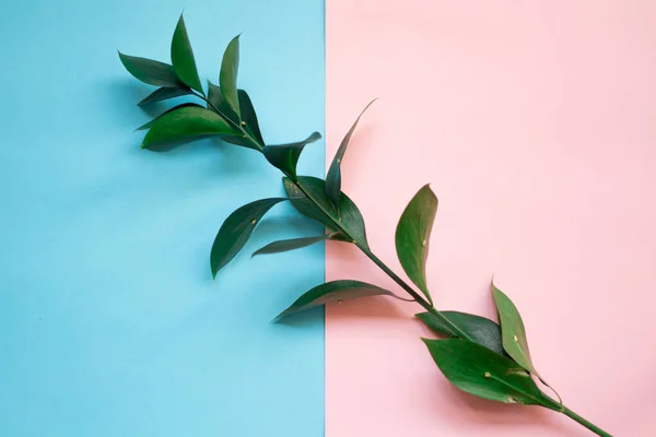 minimalist Flat lay, pastel colors, green branch on the pink blue background