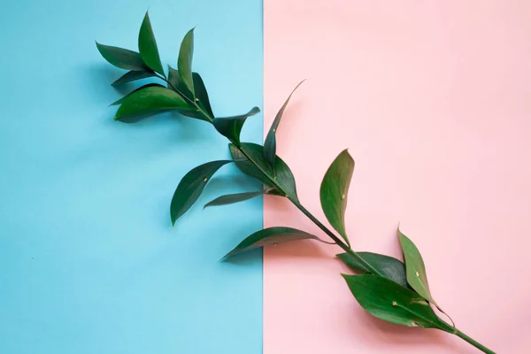 minimalist düz yatıyordu, pastel renkler, pembe mavi zemin üzerine yeşil şube