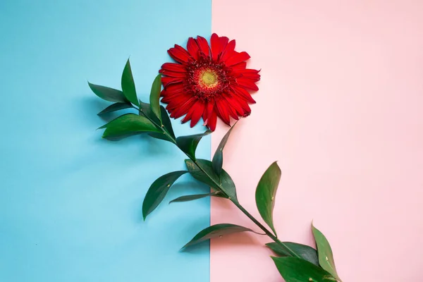 minimalist Flat lay, pastel colors, gerbera flower, green branch on the pink blue background