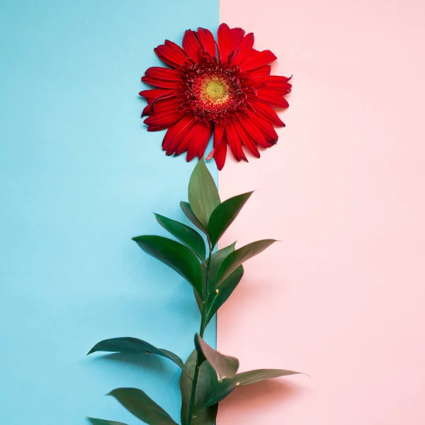 minimalist Flat lay, pastel colors, gerbera flower, green branch on the pink blue background