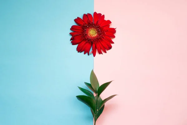 minimalist Flat lay, pastel colors, gerbera flower, green branch on the pink blue background