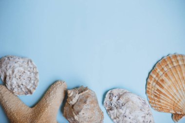 üstten görünüm deniz yıldızı, deniz üzerinde bir ışık arka plan kopya alanı ile mavi. Yaz tatil kavramı