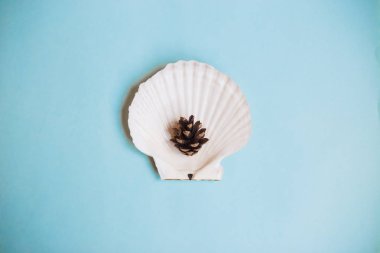 üstten görünüm bir çam kozalağı kopya alanı bir ışık mavi zemin üzerine seashell tarih. Yaz tatil kavramı