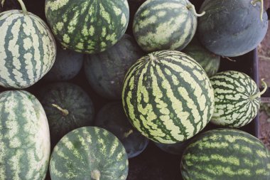 karpuz bir arabası, hasat, sezon hasat