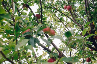 Orchard olgun elma kadar yakın, sezon hasat
