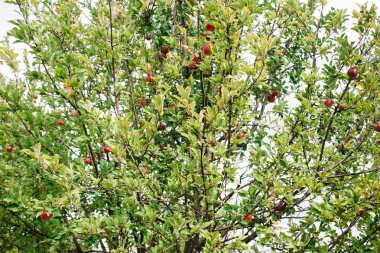 Orchard, Olgun bir elma resmini hasat mevsimi