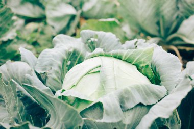 lahana kafa yeşil yapraklarla bahçesinde hasat mevsimi