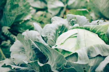 lahana kafa yeşil yapraklarla bahçesinde hasat mevsimi