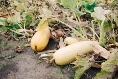 Olgun sebze, bahçede büyüyen sarı kabak hasat sezon, tarım