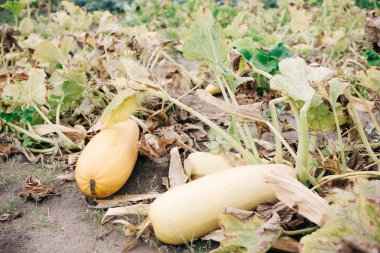 Olgun sebze, bahçede büyüyen sarı kabak hasat sezon, tarım