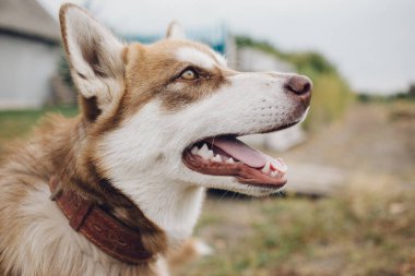 mutlu namlu Siberian dış yapraklar. Kırmızı husky köpek kapatın