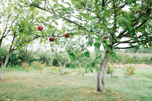 果樹園の完熟りんごの画像の収穫の季節 — ストック写真