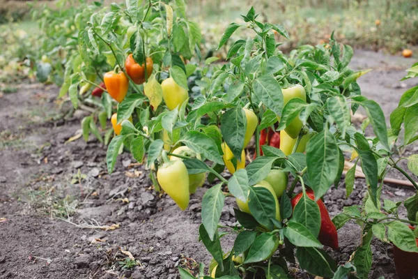 Reife Paprika Einem Strauch Garten Erntezeit — Stockfoto