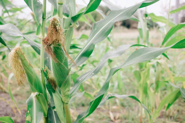 Une Épi Maïs Dans Champ Maïs Biologique Saison Récolte — Photo