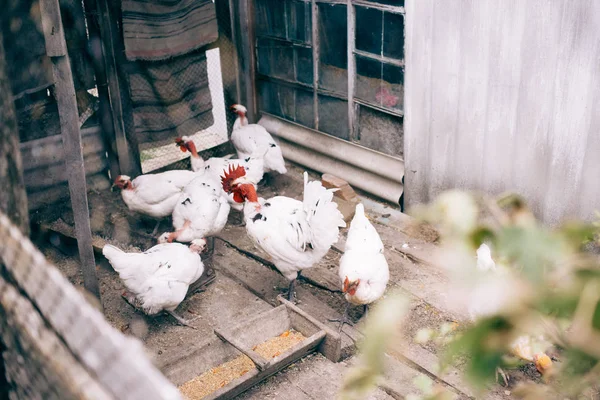 A white rooster and a white hen in a henhouse. halasana breed chickens