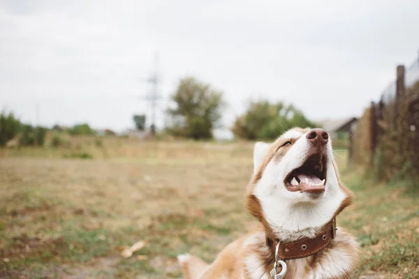 幸福的枪口西伯利亚哈士奇 红哈士奇狗户外 — 图库照片