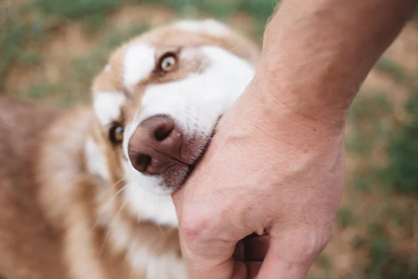 Adamın el ve dış yapraklar fotoğrafı. Köpek sahibi ile oynar, elini ısırır