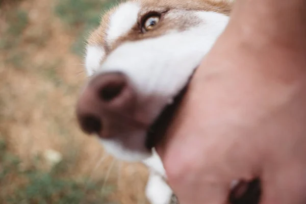 Foto Mano Del Hombre Husky Perro Juega Con Dueño Muerde —  Fotos de Stock