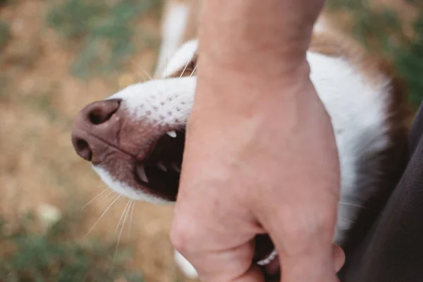 Adamın el ve dış yapraklar fotoğrafı. Köpek sahibi ile oynar, elini ısırır