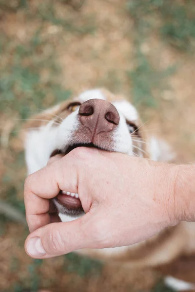 Adamın el ve dış yapraklar fotoğrafı. Köpek sahibi ile oynar, elini ısırır