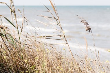 Deniz manzarası, kıyı şeridi, yaz manzarası.