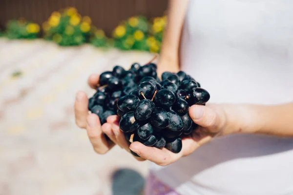 Woman Hands Freshly Harvested Black Grapes — Stock Photo, Image