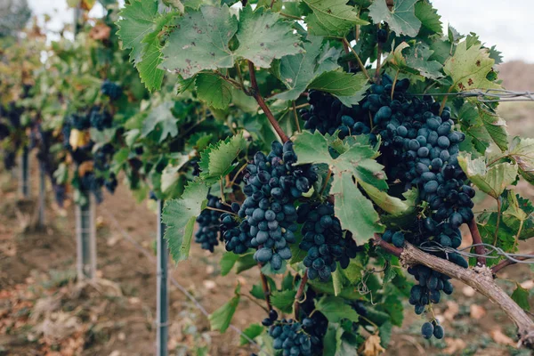 自然背景与葡萄园在秋天收获 葡萄种植园的多汁葡萄串 — 图库照片