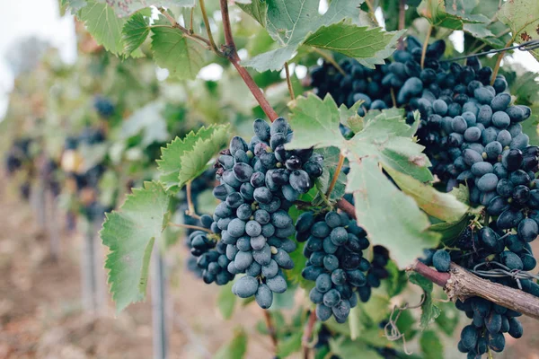 Natureza Fundo Com Vinha Colheita Outono Camarões Suculentos Uvas Uma — Fotografia de Stock