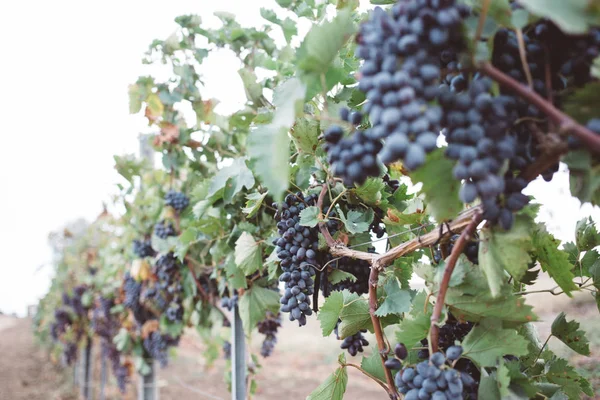 Fond Naturel Avec Vignoble Récolte Automne Des Grappes Raisins Juteuses — Photo