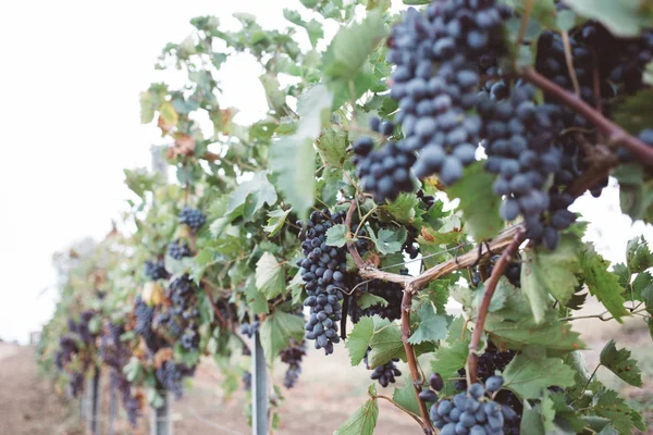 Fondo Naturale Con Vigneto Nella Vendemmia Autunnale Mazzi Succosi Uva — Foto Stock