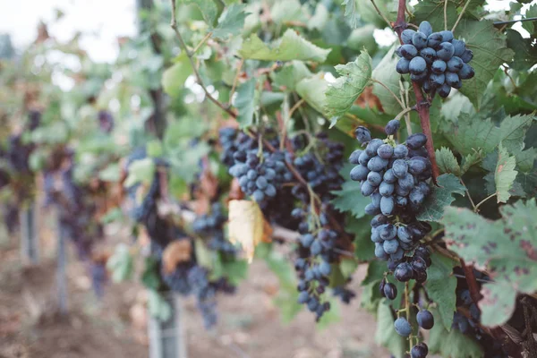 Fondo Natural Con Viñedo Cosecha Otoño Racimos Jugosos Uvas Una — Foto de Stock