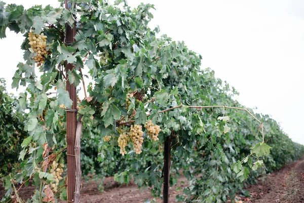 Nature Background Vineyard Autumn Harvest Juicy Bunches Grapes Grape Plantation — Stock Photo, Image