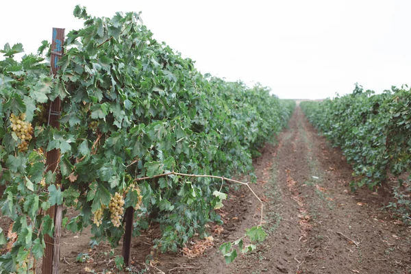 Fondo Natural Con Viñedo Cosecha Otoño Racimos Jugosos Uvas Una — Foto de Stock