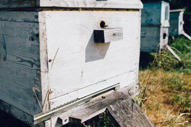yakın arı kovanı Arı kovanlarını görüntülemek