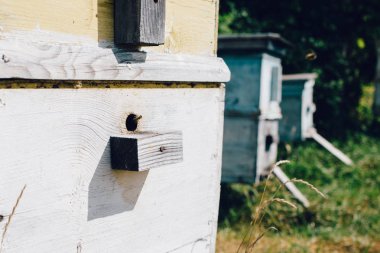 yakın arı kovanı Arı kovanlarını görüntülemek