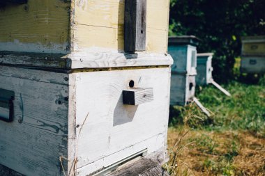 yakın arı kovanı Arı kovanlarını görüntülemek