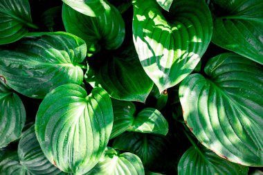 Desen arka plan, doğal açık renkli yeşil yaprakları