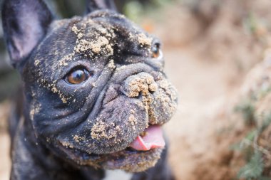 Fransız buldozer kuma, kazma köpek yüzünü kapatmak