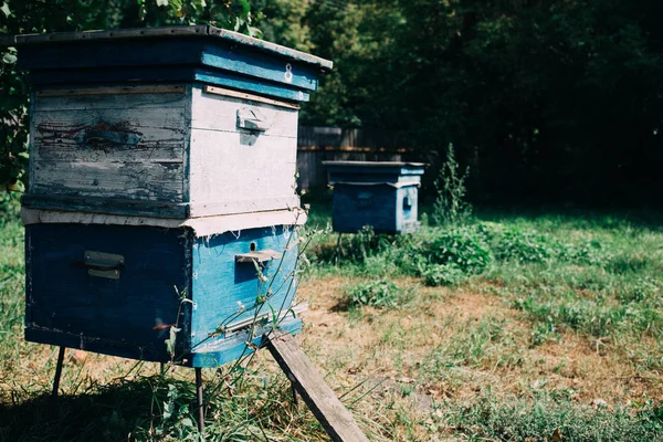 Old Hives Bees Apiary — Stock Photo, Image