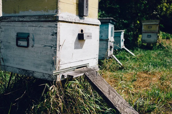 Vue Rapprochée Ruches Abeilles Dans Rucher — Photo