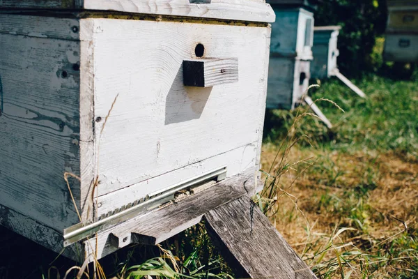クローズ アップ養蜂場のミツバチの巣箱を見る — ストック写真